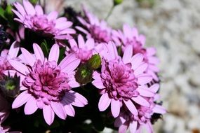 pale lilac flowers in bright sunlight