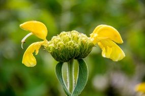 Macro photo of the yellow blossoming flower