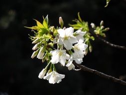 cherry tree blossoms on a black background