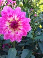 large pink dahlia with white veins on the bush