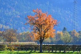 yellow tree in view of distant green forest on mountain side, Autumn landscape