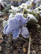 frozen flower in winter