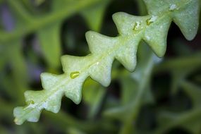 drop of water on a green scalloped leaf