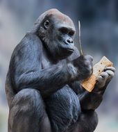 gorilla with a tool in his hands