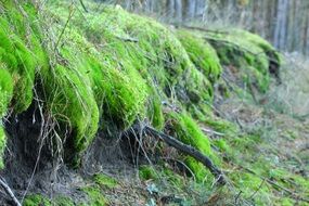 Moss plants in a forest
