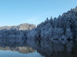 frosted spruce Forest mirroring on still Lake