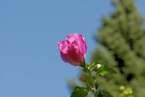 Pink flower plant macro photo