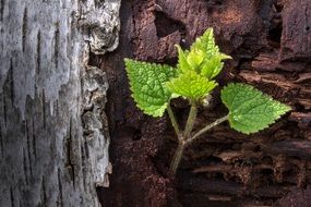 mint leaf on a piece of wood