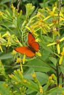 orange butterfly on a green forest plant