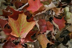 Maple leaves in Canada
