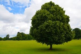 fluffy green tree in a green meadow