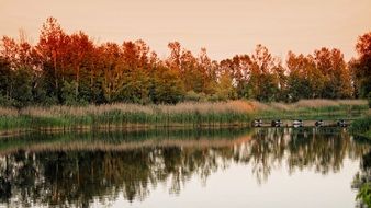 Reed thickets on calm Lake in front of forest at evening