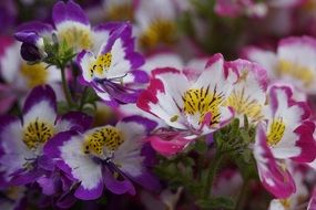 Schizanthus, fringeflower, colorful flowers close up