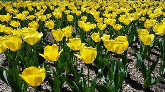 meadow of yellow tulips in the garden