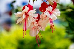 white and red flowers of encianthus