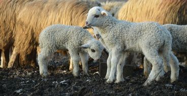 white lambs near the sheep