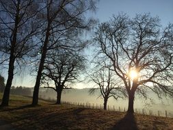 trees in a meadow in the sun