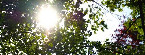 Tree at the sunlight