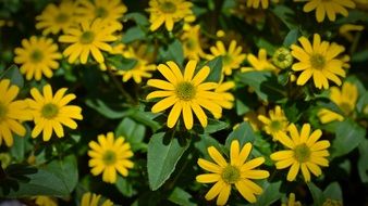 many yellow flowers on a green bush close up