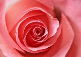 wonderful Rose Bloom