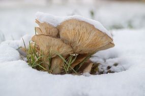 Mushroom Snow Nature