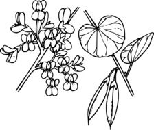 painted parts of the flower