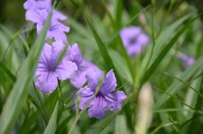 purple iris in the orchard
