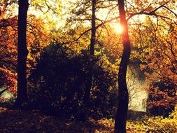 Autumn Sun rays in Forest Trees Nature Landscape
