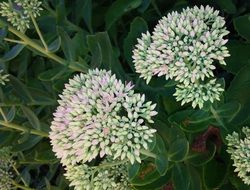 sedum ground cover