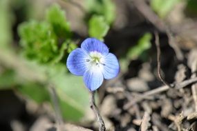 Macro photo of Blue Pointed Flower