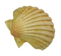 isolated scallop