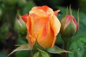 orange rose blossom in water drops