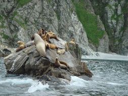 Sea Lions on a rock in the sea