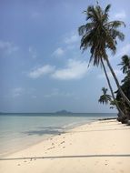green palm trees on an island in thailand