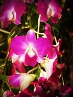 Pink Flower Orchid Tropical White