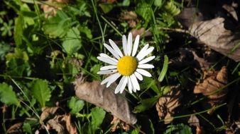 Small daisy flower in a forest
