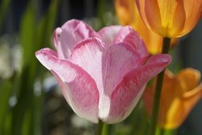 pale pink tulip in the sunlight close up