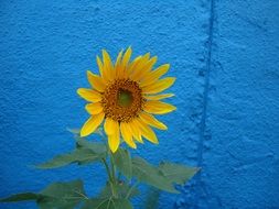 blooming Sunflower at blue wall