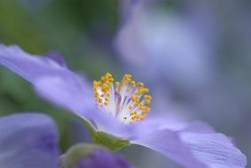 Beautiful and colorful Abutilon Suntense flowers