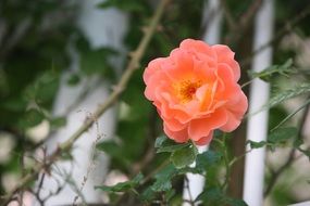 pale orange rose on a bush