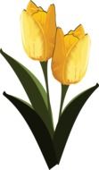 drawn two yellow tulips