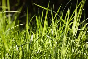 green grass in the evening