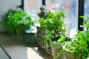 potted green plants