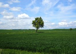 Lone Tree Fields