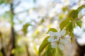 Autumnal Flowers
