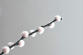 fluffy buds on a branch against a white wall