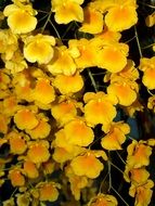 Yellow and orange gradient Orchid Flower bloom