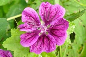 purple mallow in drops of water close-up