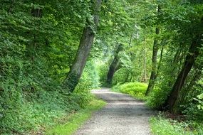 forest road in green forest