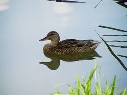 Wild Ducks Waterfowl